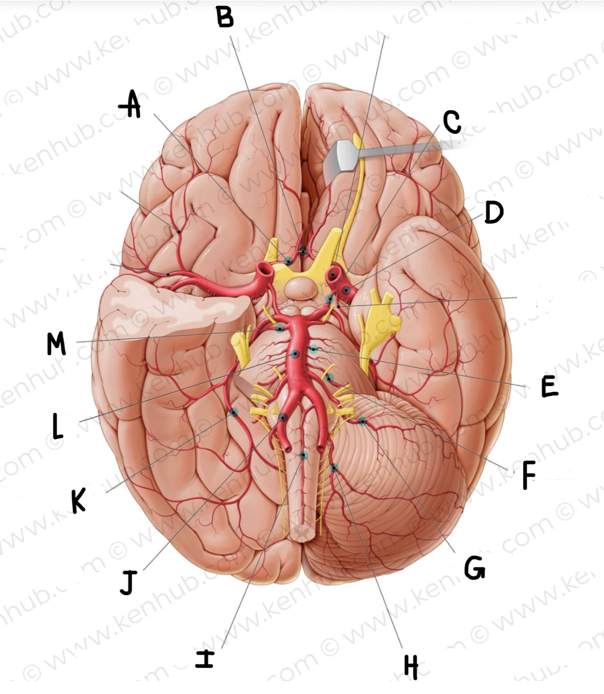 <p>What is the name of the artery labeled C?</p>
