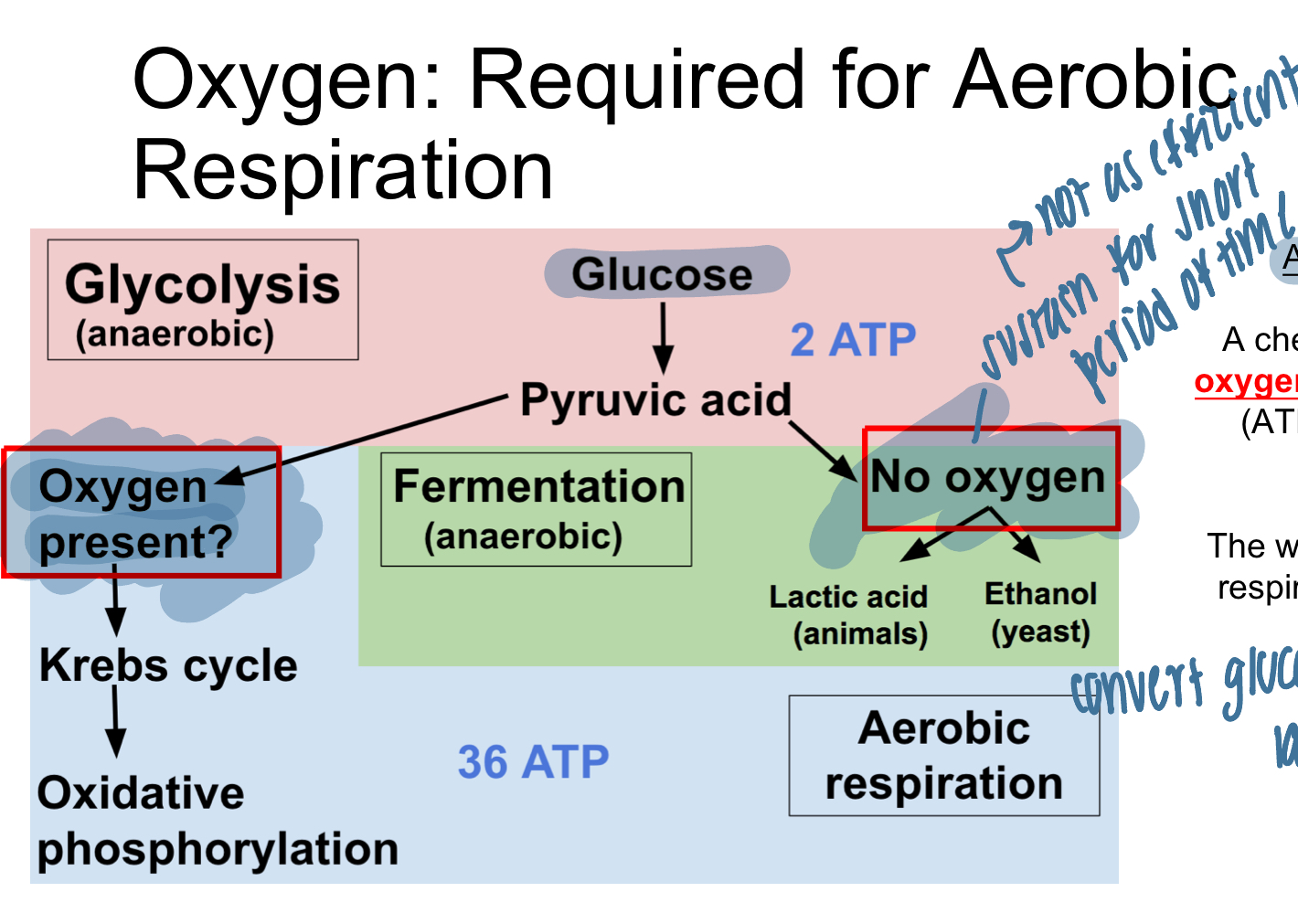 <ul><li><p>chemical process in which oxygen is used to make energy (ATP) from glucose</p></li><li><p>waste products= CO2 and H20</p></li></ul><p></p>