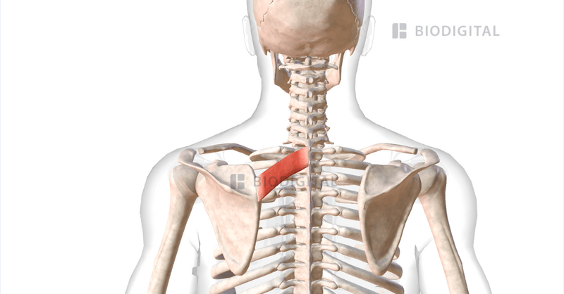 <p>Rhomboid minor</p>