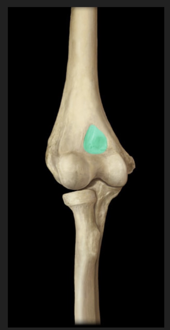<p><span style="font-family: Arial, sans-serif; color: rgb(45, 59, 69)">located on the anterior side of the distal end of the humerus superior to the trochlea and articulates with the coronoid process of the ulna</span></p>