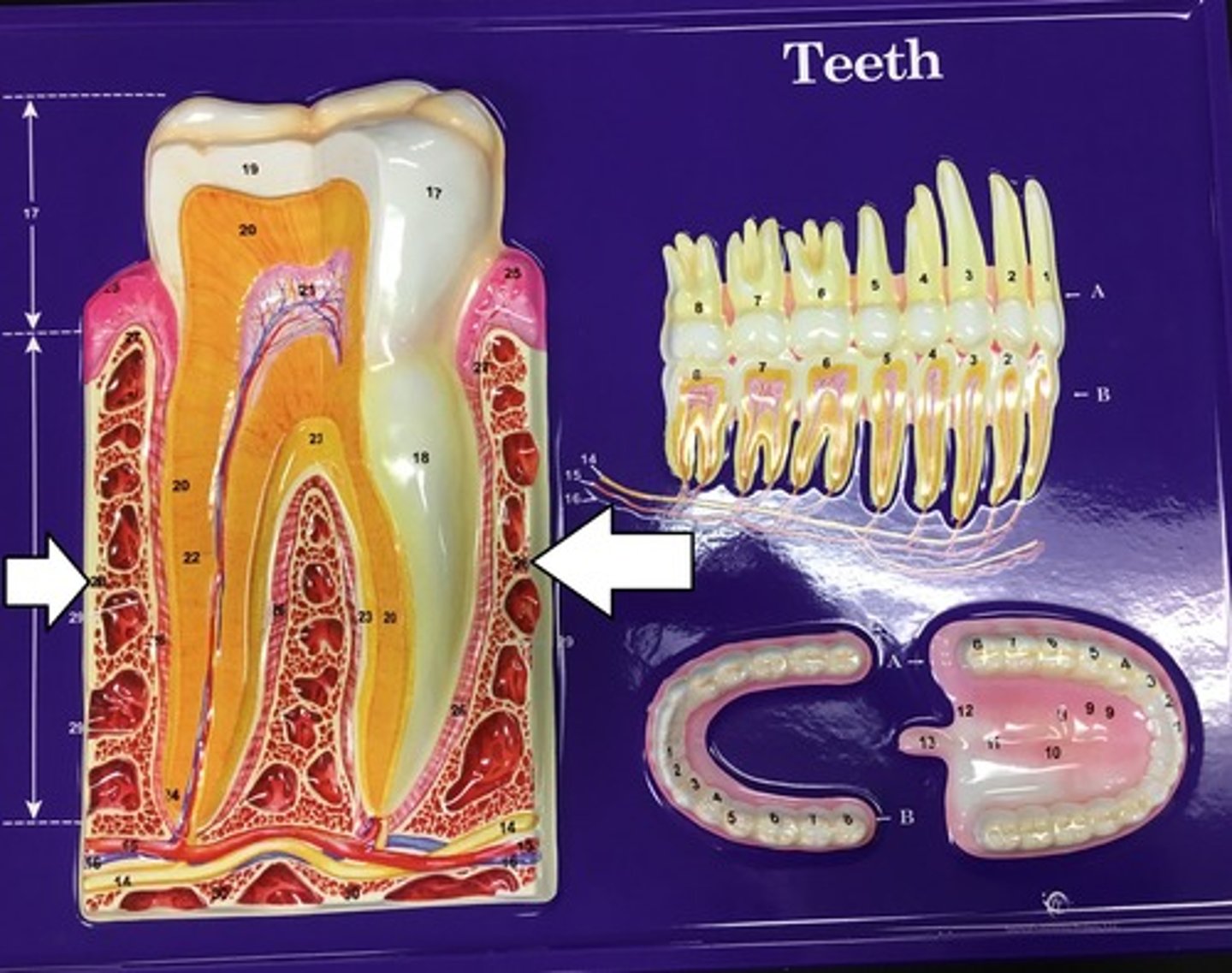<p>bone that supports and encases the roots of teeth</p>