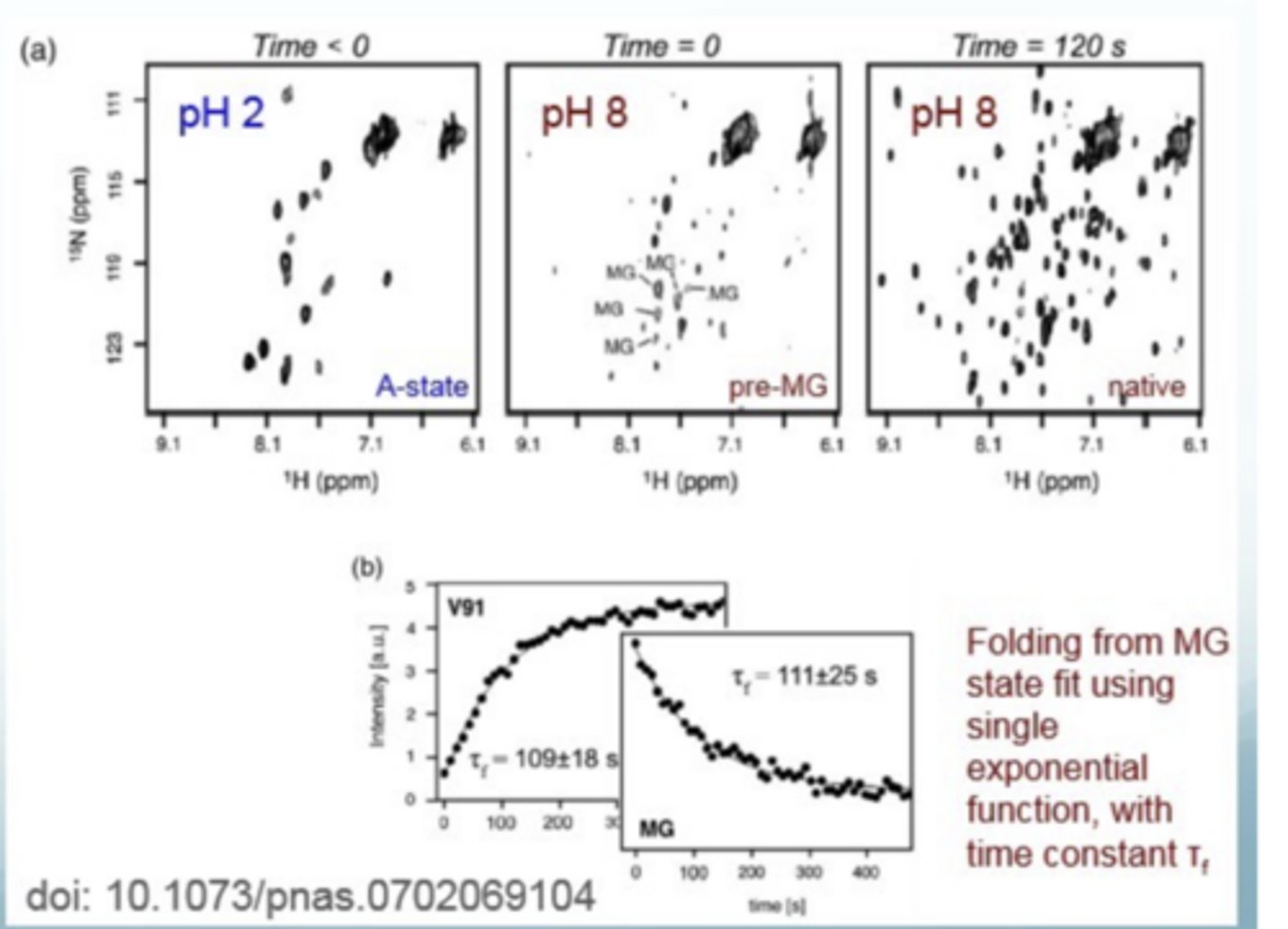<p>at pH 2, proteins are in molten globular state</p><p>at pH 8, states are beginning to fold into native states</p><p>at pH 8 after some time, the proteins are fully folded and have reached the native state</p>