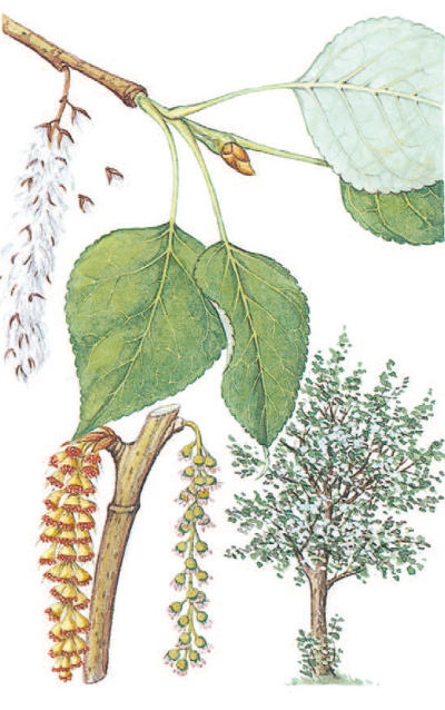 term image