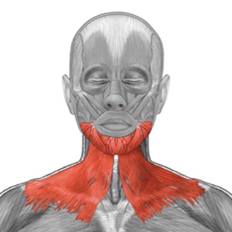 <p>origin: pectorals major, deltoid</p><p>insertion: mandible</p><p>innervation: cervical branch of CN VII</p><p>action: depresses mandible, draws outer part of lower lip down and back (pouting)</p>