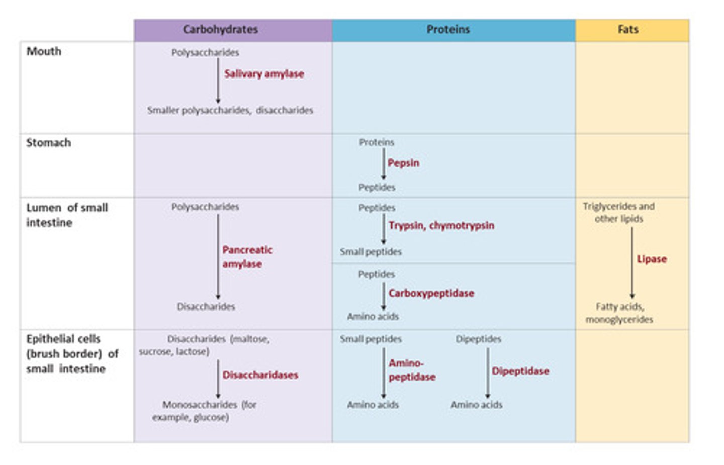 knowt flashcard image