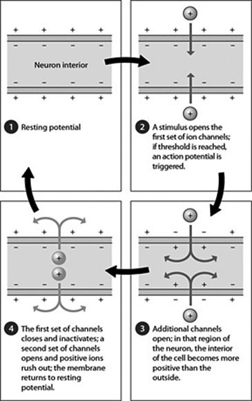 <p><span>In the figure, in which step is threshold reached if the stimulus is strong enough and a sufficient number of channels open?</span></p>