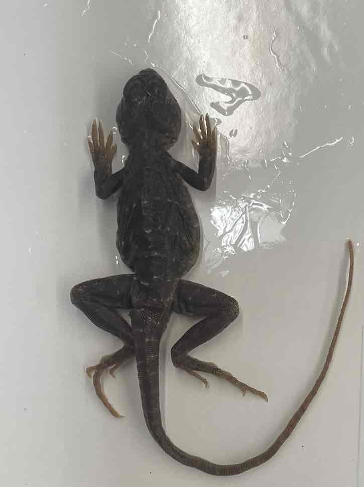 <p>Collard lizards</p>