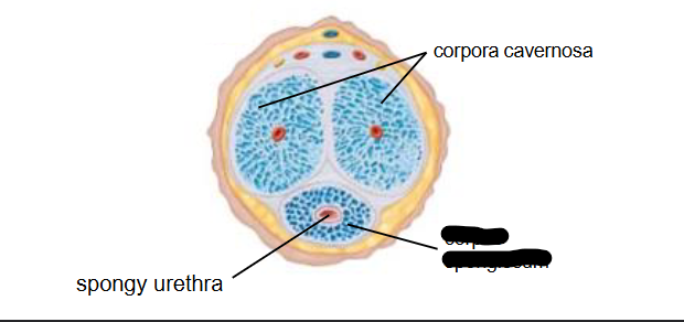 <p>What is this within the Penis?</p>