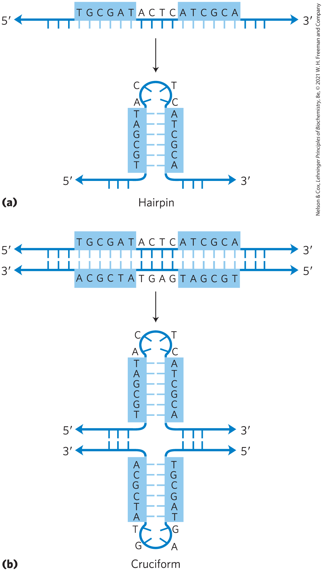 <p>Palindromic sequences may form hairpins/cruciforms.</p><p>Mirror repeats cannot form these.</p>