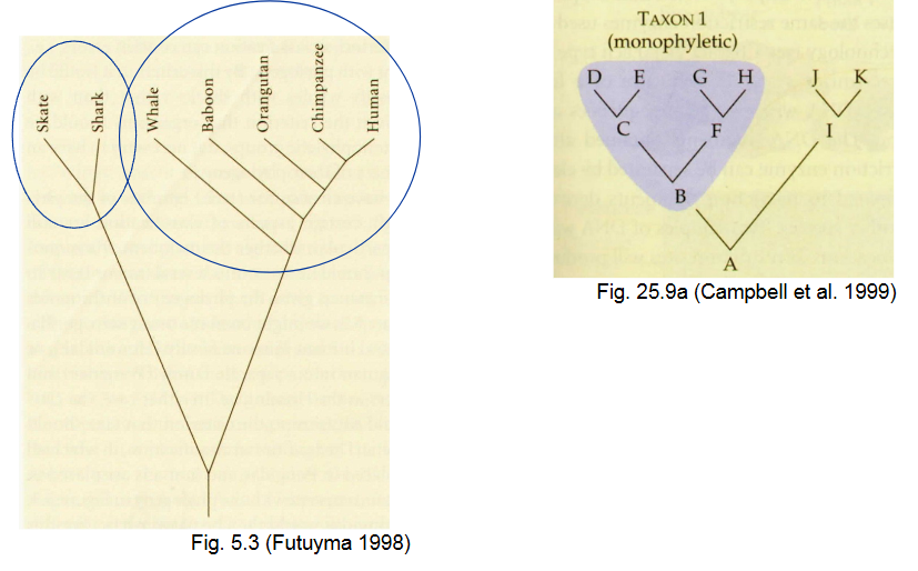 <p>group, share a common ancestor, includes all descendants</p><p>One line in, no line out</p><p>natural groupings </p>