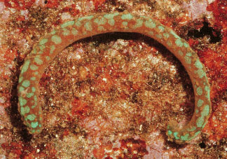 <ul><li><p>“Not plate bearing” </p></li><li><p>Might be ancestoral </p></li><li><p>Cylindrical and vermiform (worm-like) </p></li><li><p>Food formed as keel </p></li><li><p>Marine, in sediment </p></li><li><p>No shell (have calcareous “spicules), foot is reduced, no fossil record </p></li></ul><p></p>