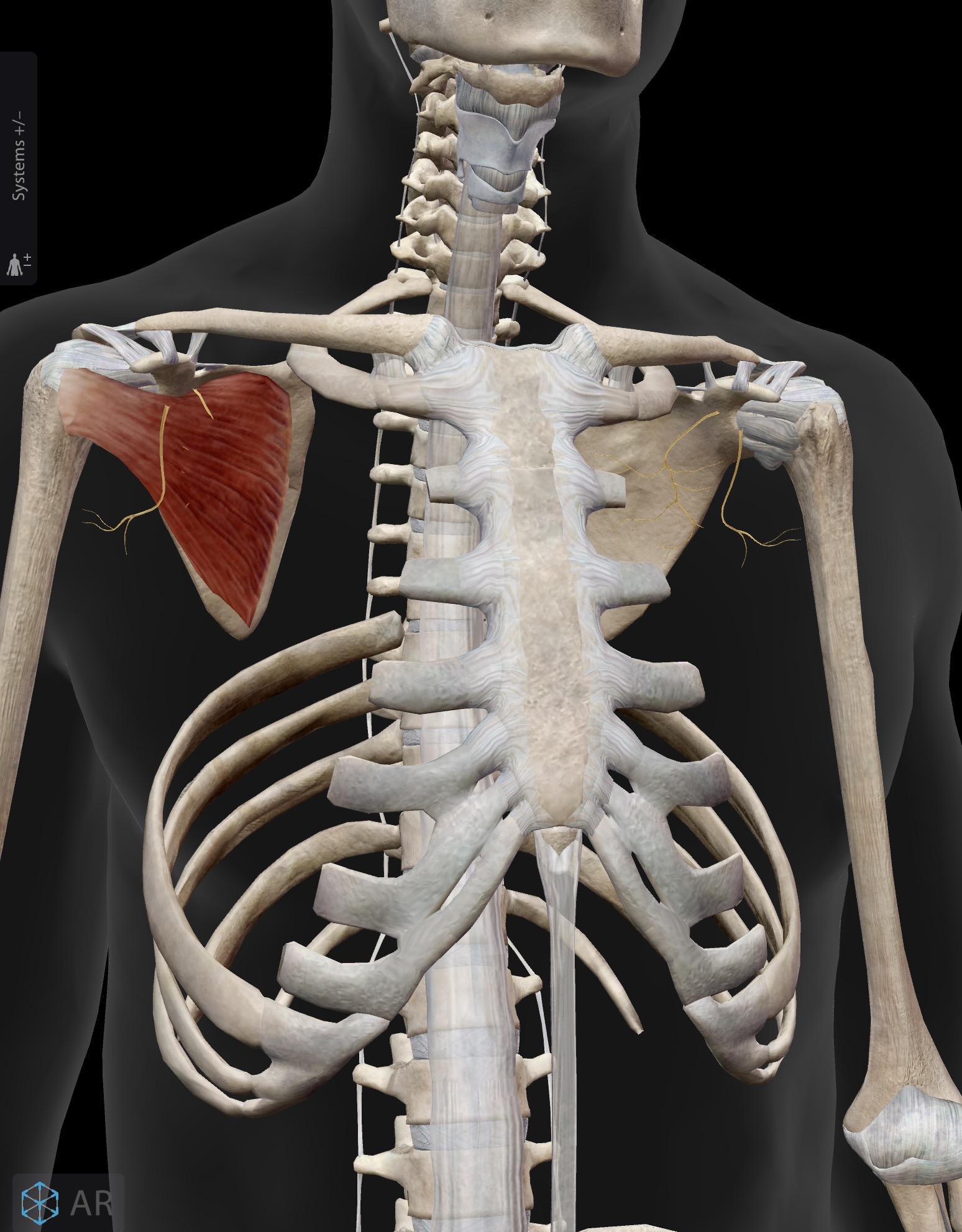 <p>Name the muscle and corresponding letter ( O = origin, I = insertion, A = actions, IN = innervation)</p><p>O</p><p>I</p><p>A</p><p>IN</p>