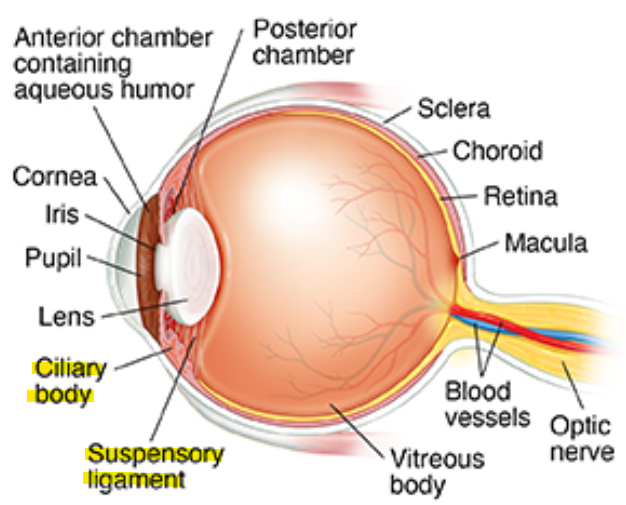 <ul><li><p>semi-solid disc that directs light waves towards the retina</p></li><li><p>controlled by ciliary muscles and suspensory ligaments (<u>bend/flatten lens</u> based on distance of image being viewed)</p></li><li><p>in front of lens is <strong>aqueous humor</strong> (thick, jelly like fluid that refracts light and fills the space btwn the lens and cornea)</p></li></ul><p>pic: ciliary body has ciliary muscles, macula part of retina that has fovea <br><sub><sup>as one ages, the lens becomes less elastic, and need corrective lenses</sup></sub></p>