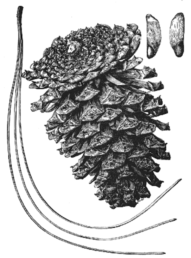 <p>3 needles or 2 , long needles 3-10 inches partially twisted, 3-’6 inch cone short sharp spine scales, orange bark </p>