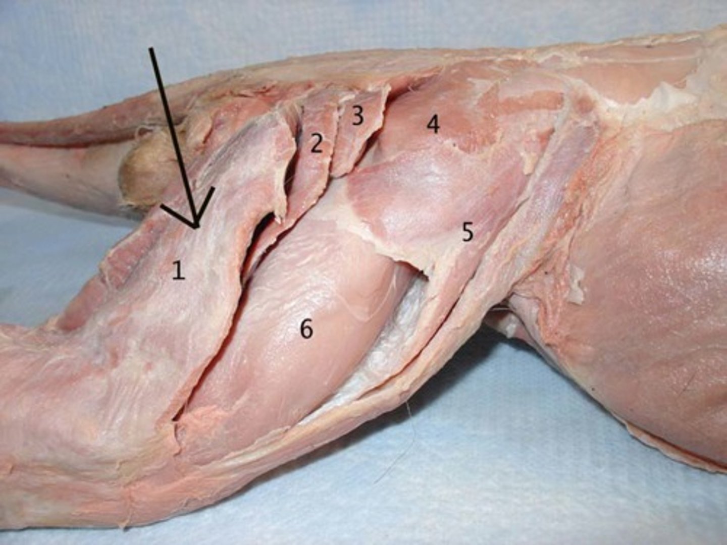 knowt flashcard image