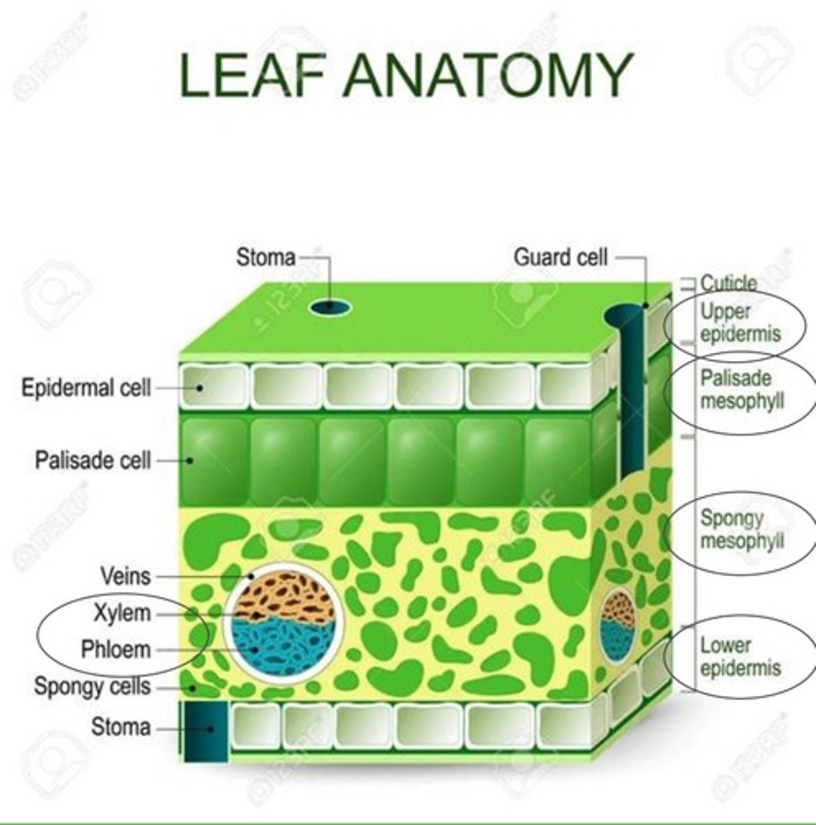 <p>- upper epidermis</p><p>- lower epidermis</p><p>- palisade mesophyll</p><p>- spongy mesophyll</p><p>- xylem</p><p>- phloem</p>