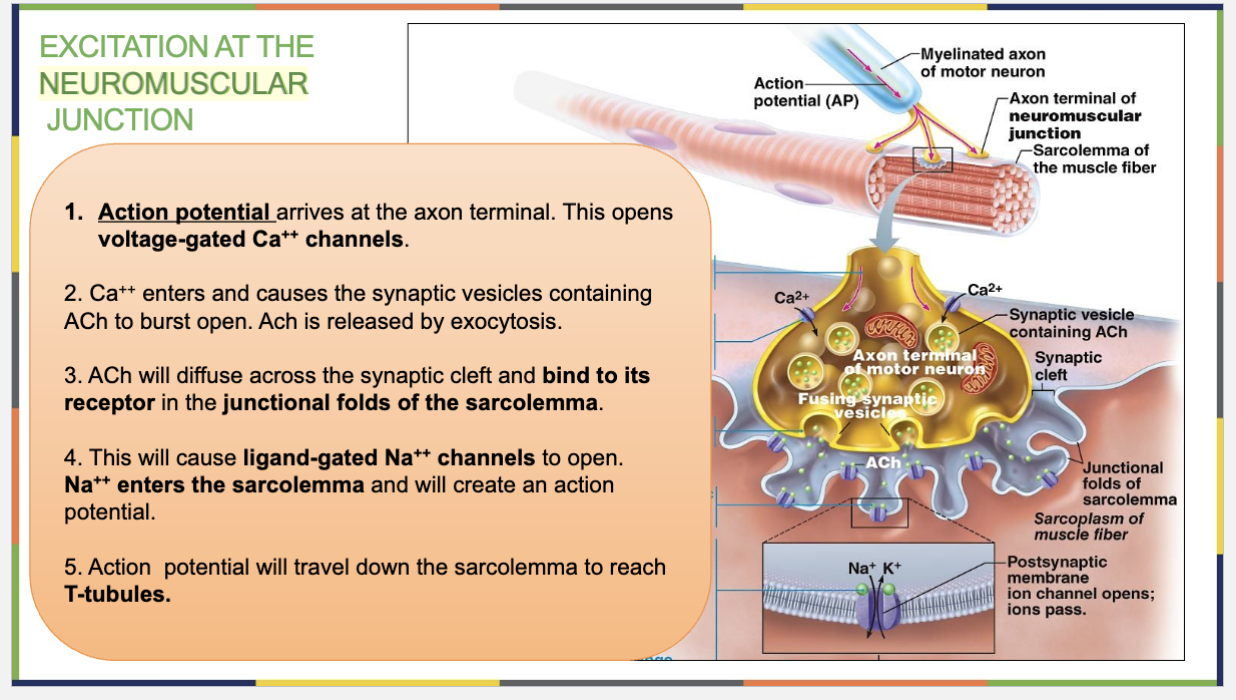 <p>NAAS<strong><u>A</u></strong></p><ol start="5"><li><p><strong><u>A</u>ction Potential Spreads </strong></p><p>The action potential travels <strong>down the sarcolemma</strong> and <strong>into the T-tubules</strong>, spreading the signal deep into the muscle fiber.</p></li></ol><p></p>