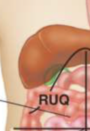 <p>What does the abdominal right upper quadrant contain?</p>