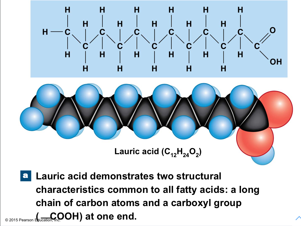 Long chains of carbon and hydrogen with a carboxyl group (COOH) at one end; relatively nonpolar, except the carboxyl group; saturated and unsaturated 