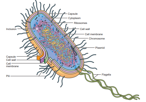 <p>Chromosomes (Prokaryote)</p>