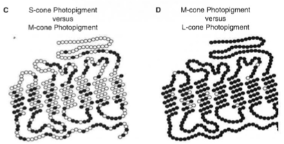 <p>M and L-cone opsin </p>