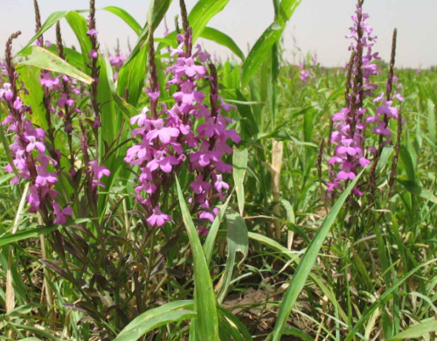 <p>Parasitaitre plant</p>