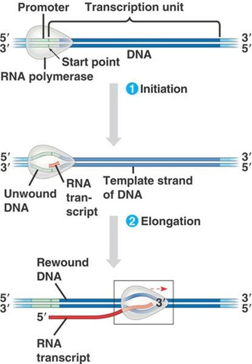 <p>Process of synthesizing RNA from DNA.</p>