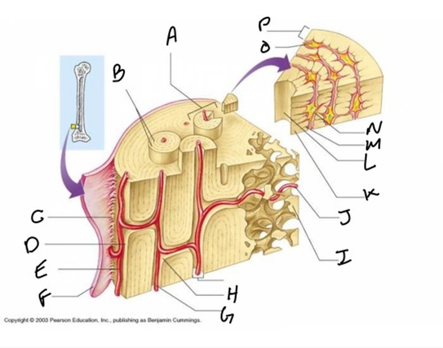 <p>Name H</p>