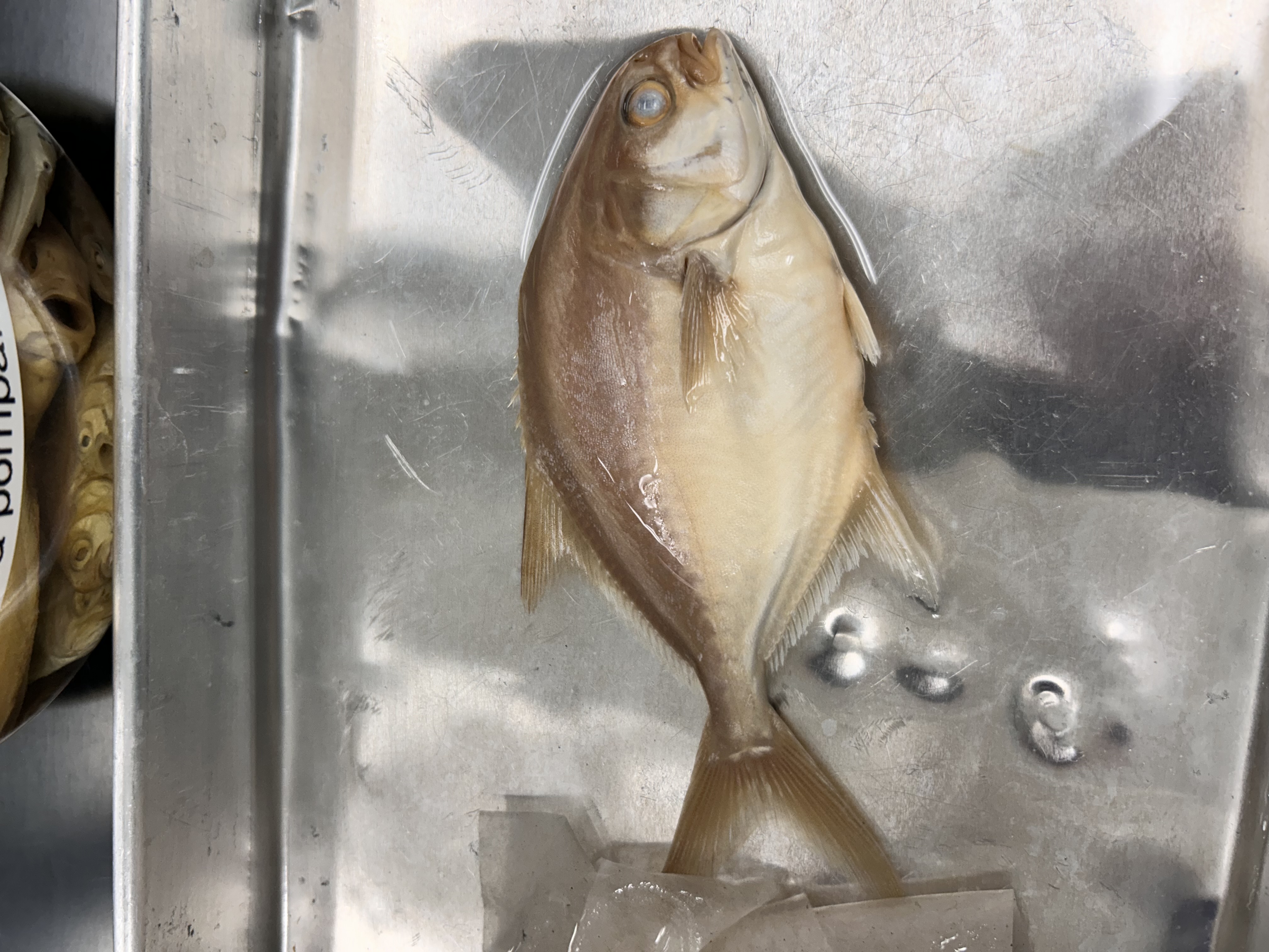 <p>Florida pompano</p>