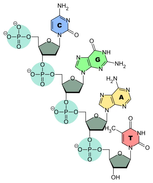 * chemical bonds that connect nucleotides in DNA and RNA molecules. 
* form between the phosphate group of one nucleotide and the sugar group of another nucleotide. 
* create the backbone of the DNA and RNA strands, providing stability and allowing for the transmission of genetic information.