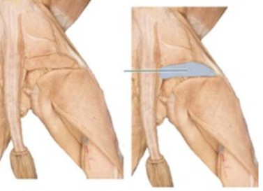<p>only in cats, just caudal to the gluteus maximus</p><p>Origin: transverse process of the first coccygeal vertebrae</p><p>Insertion: lateral patella</p><p>Action: abduct &amp; extend the pelvic limb</p>