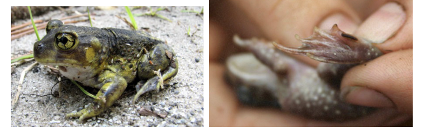 <p>eastern spadefoot </p>