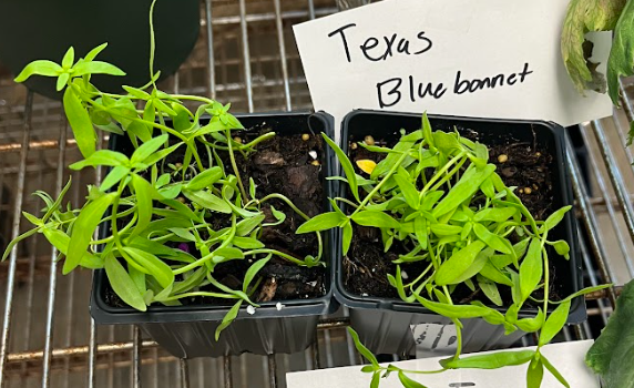 <ul><li><p>linear to lanceolate foliage</p></li><li><p>baby snap dragons</p></li><li><p>NOT BLUEBONNETS IGNORE THE BACK</p></li><li><p>very distinct and pretty flower</p></li></ul><p></p>