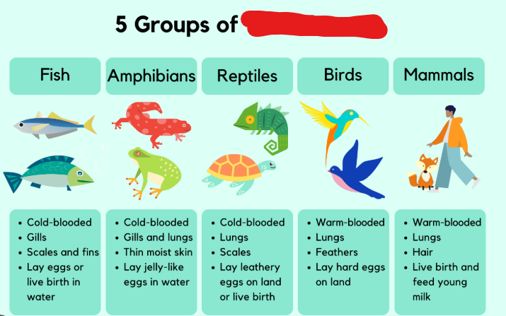 <p>Animals which posses a backbone or spinal column.</p>