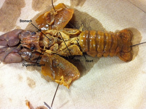 Located along the dorsal midline of the pericardial cavity, just underneath the pericardial membrane

