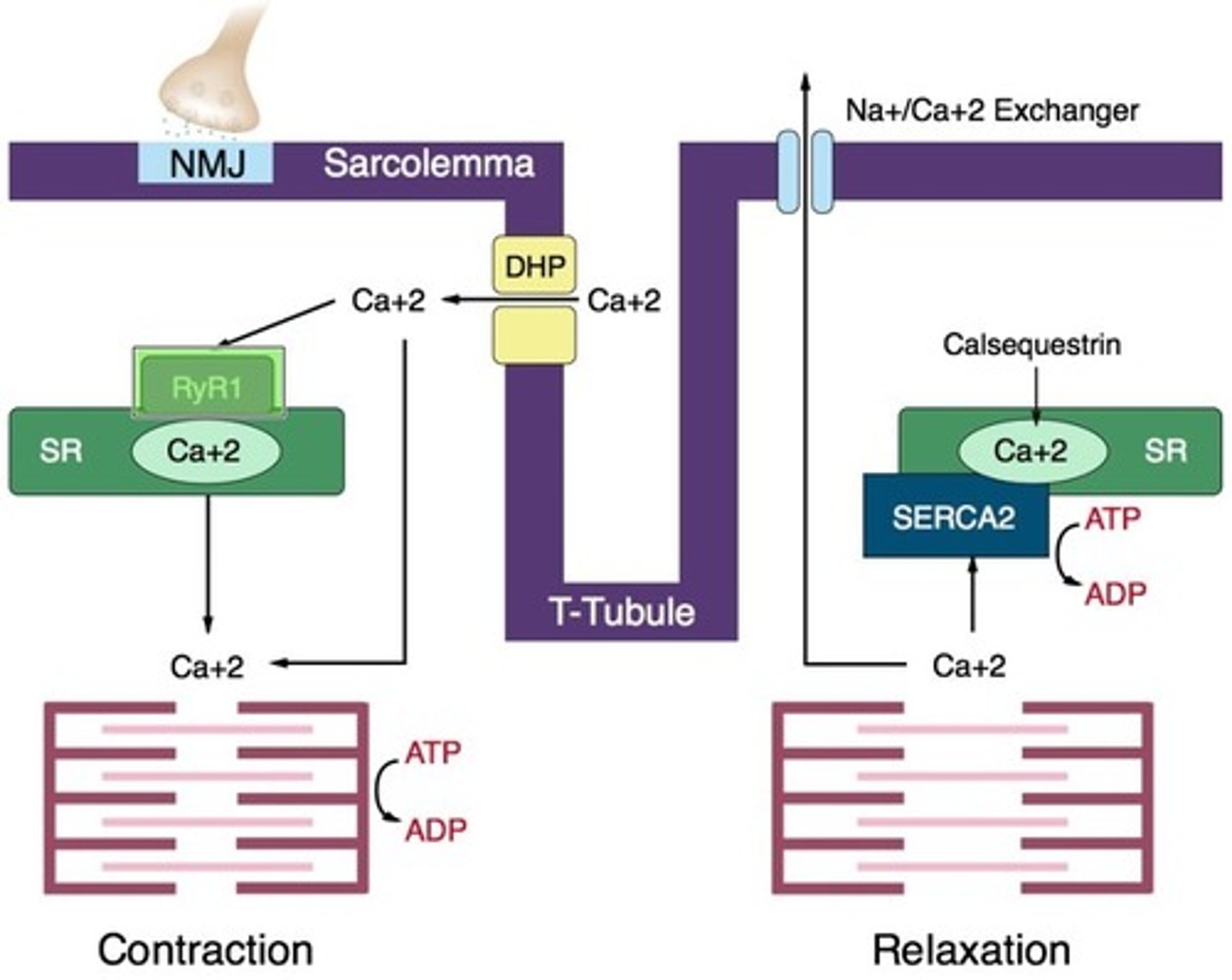 <p>The defective ryanodine receptor (RyR1) instructs the sarcoplasmic reticulum to release excessive amount of calcium.</p>