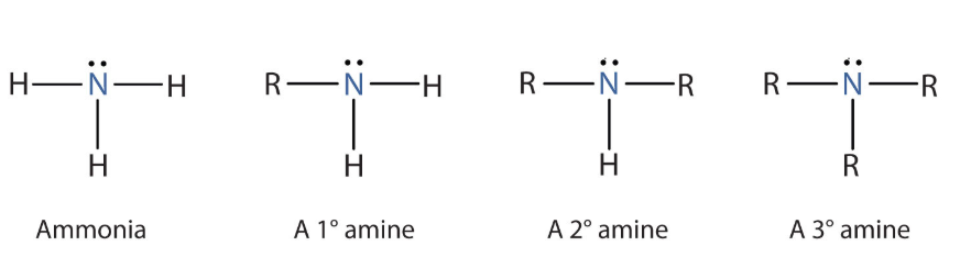 <p><span><span>nitrogen atom with a lone pair bonded to one or more carbon groups</span></span></p>