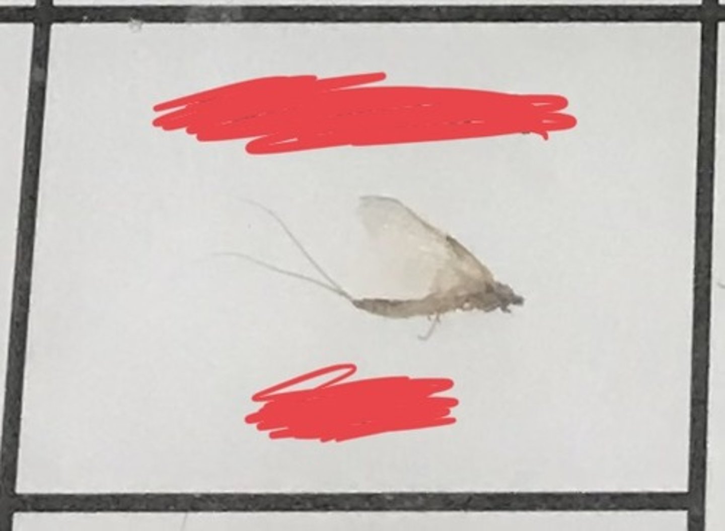 <p>For the following specimen(s), give the entire taxonomy and the name of the specimen(s)</p>