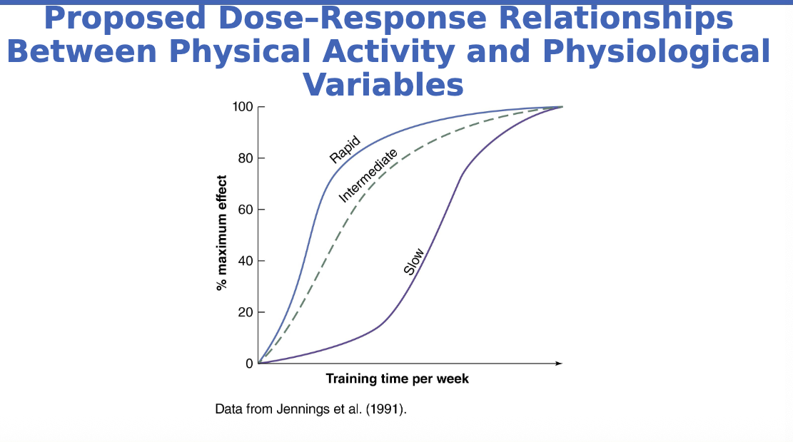<ul><li><p>Acute responses occur with one or several exercise bouts but do not improve further</p></li><li><p>Rapid responses occur early and then plateau</p></li><li><p>Linear responses are gains made continuously over time</p></li><li><p>Delayed responses occur only after weeks of training</p></li></ul><p></p>