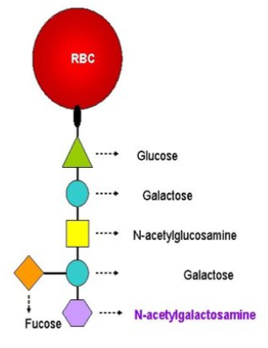<p>Which antigen is formed?</p>
