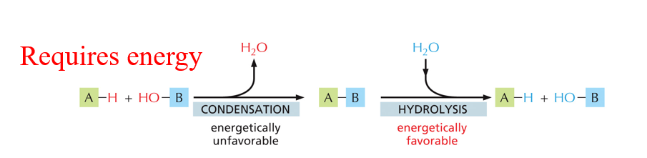 <p>Condensation: joining monomers where the product is the release of water</p><p>Hydrolysis is energetically favorable</p><p><span>Polymers of 3 of the 4 families (below) of macromolecules are made (condensation) and broken down (hydrolysis) through these reactions.</span></p><p><span>1.Carbohydrates</span></p><p><span>2.Proteins</span></p><p><span>3.Nucleic acids</span></p><img src="https://knowt-user-attachments.s3.amazonaws.com/8dd02d08-0819-4ff3-9d8e-624e6e6a6940.png" data-width="100%" data-align="center"><p></p>