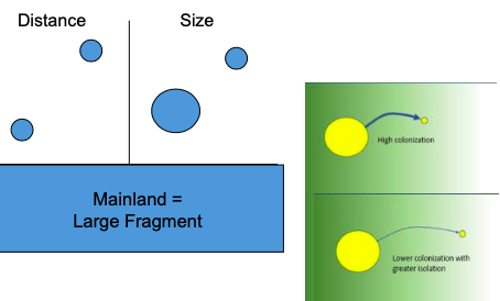 <p><span><span>What should I takeaway from this slide about habitat fragmentation?</span></span></p>