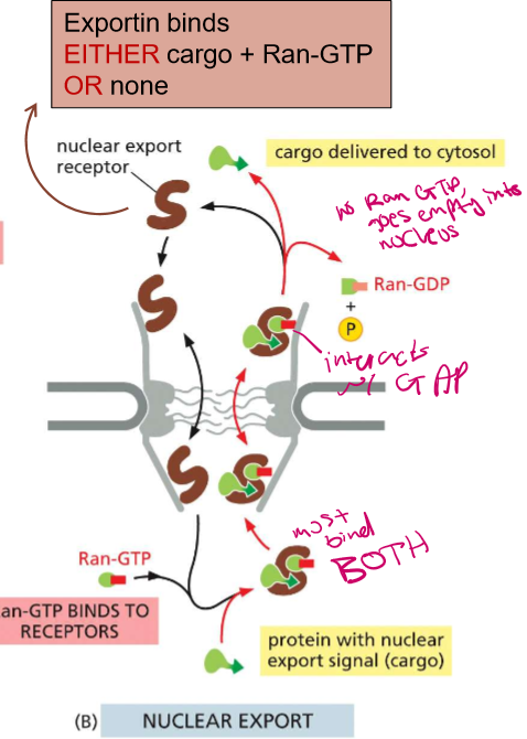 <ol><li><p>Exportin must bind to BOTH Ran-GTP-Bound GTPase and cargo, or NOTHING, before carrying them out to the cytoplasm</p></li><li><p>When the complex then goes outside of the nucleus, it will interact with the GAP on the nucleoporin fibril.</p></li><li><p>Cargo gets delivered to the cytosol and the Ran, which cannot bind without being bound to GP</p></li></ol><p></p>
