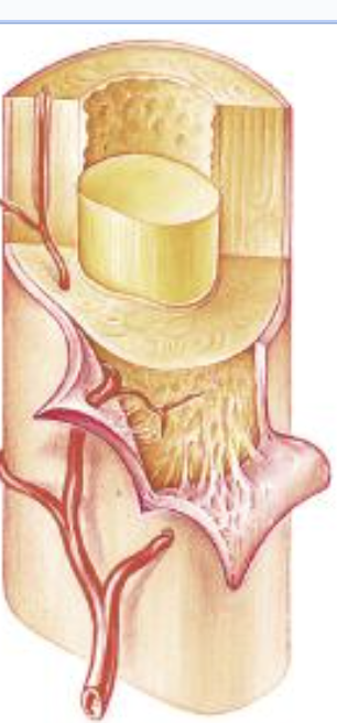 <p>fibrous layer, dense, has blood vessels, nerves, connects tendons </p>