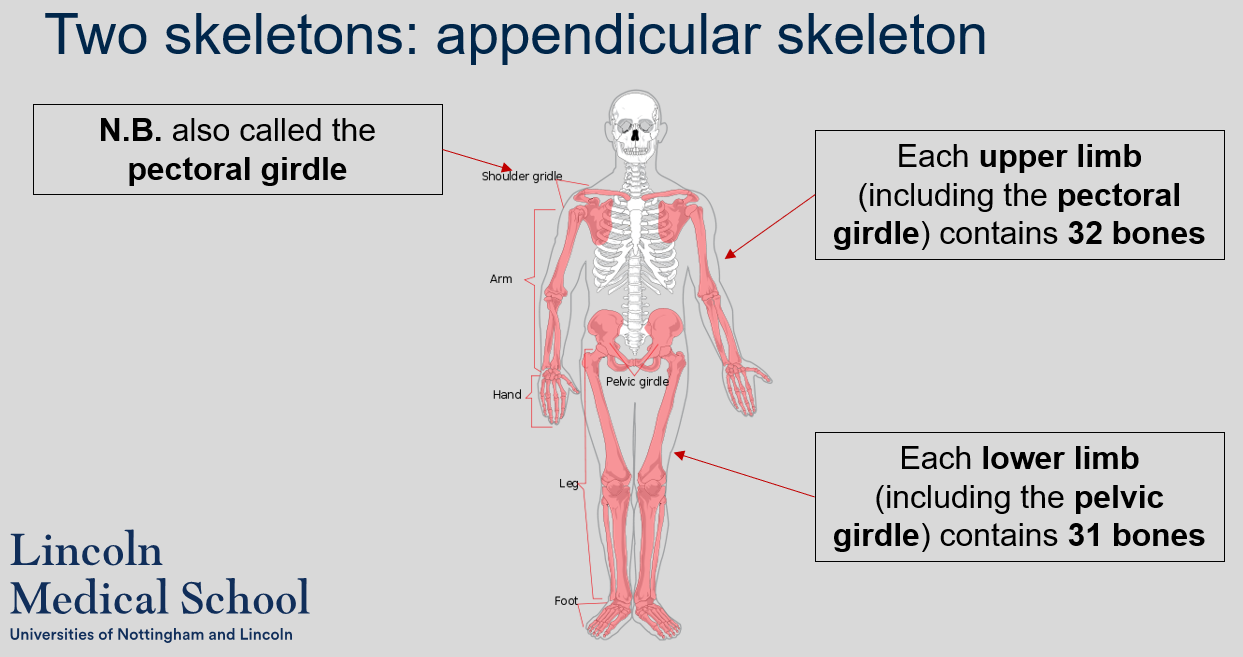 <p>Each upper limb (including the pectoral girdle) contains 32 bones and each lower limb (including the pelvic girdle) contains 31 bones.</p>