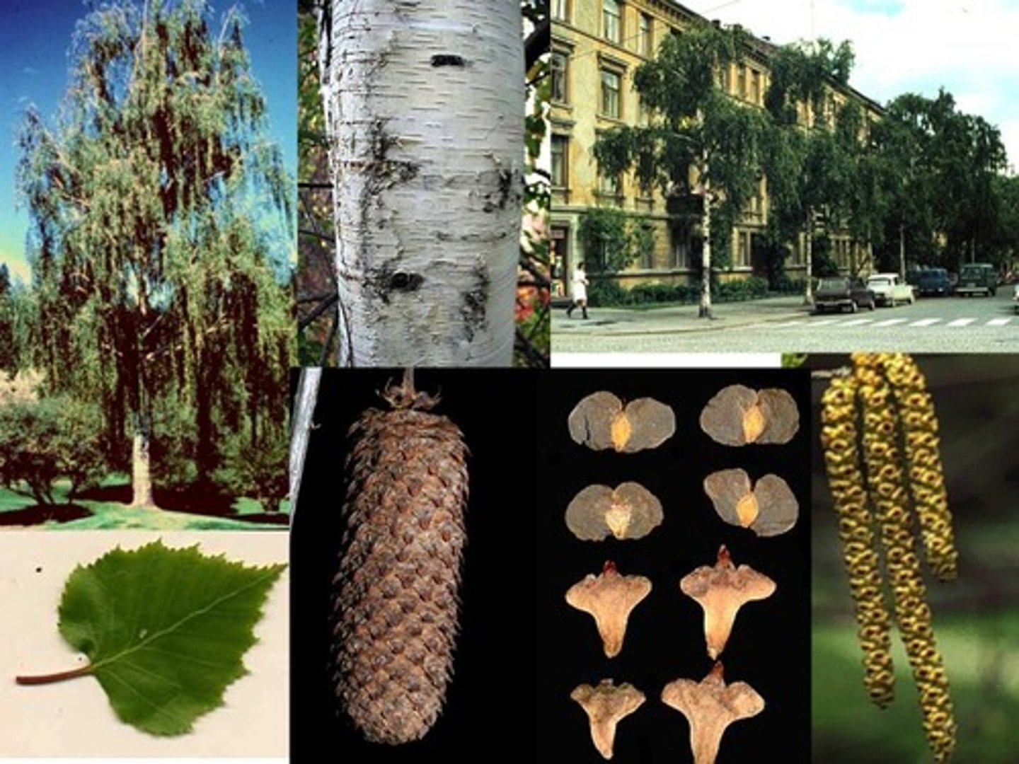 <p>1’. Angiosperms</p><p>----------------</p><p>10’. Leaves simple</p><p>----------------</p><p>23’. Leaves alternate </p><p>----------------</p><p>29’. Leaves not lobed</p><p>----------------</p><p>36’. Leaf base symmetrical</p><p>----------------</p><p>41’. Leaves not large, generally less than 9 inches long</p><p>----------------</p><p>43’. Leaf margins serrate or bearing thin bristles</p><p>----------------</p><p>49. Leaf ranking distichous (2-ranked)</p><p>----------------</p><p>50. Catkins present, generally both male and female; leaf base generally strongly truncate</p>