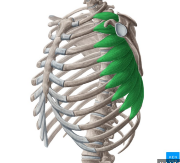 muscular anatomy: serratus anterior 