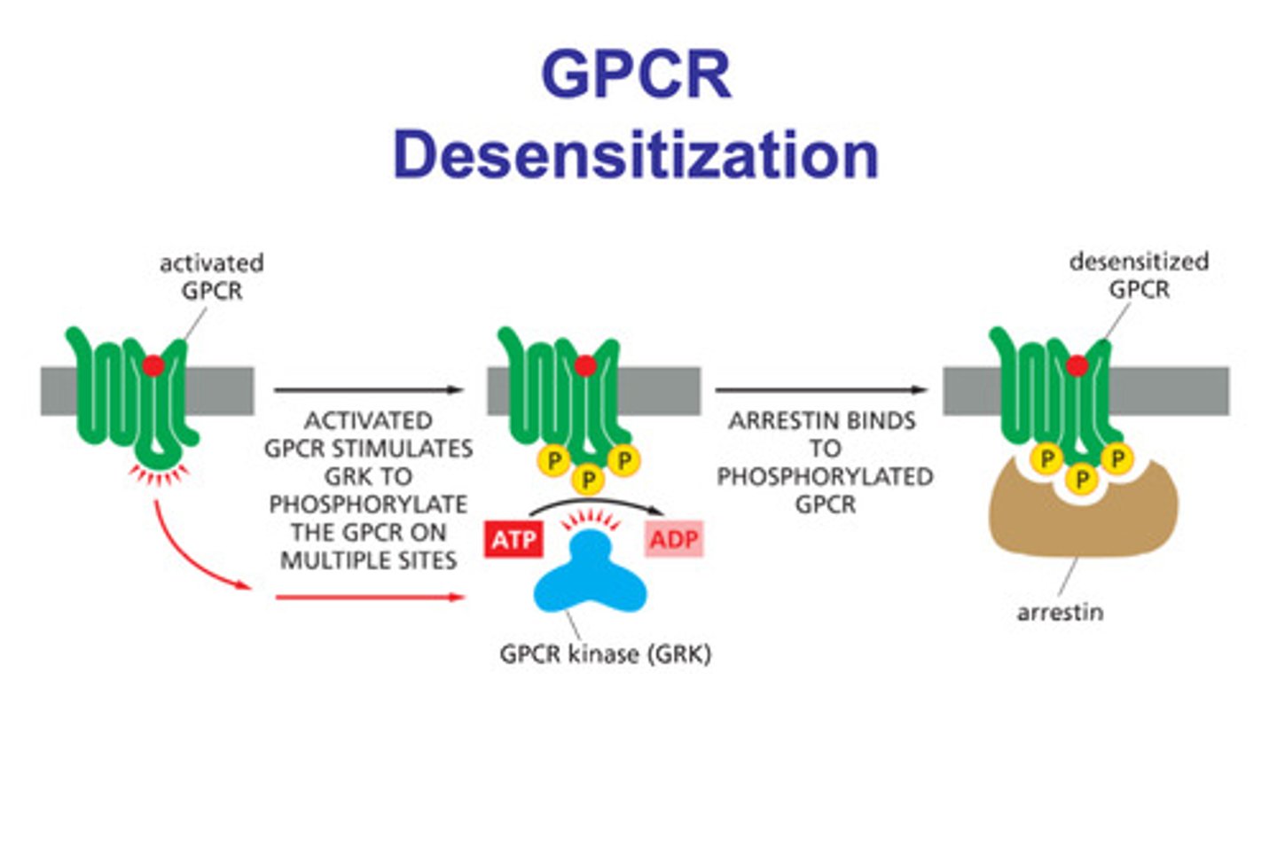 <p>- arrestin molecules</p><p>- a ligand binds to a g-protein receptor</p><p>- GPCR kinase phosphorylates the activated g-protein (phosphate groups)</p><p>- arrestin binds to the phosphorylated g-protein (with the ligand stilll bound) and the protein is desensitized</p>