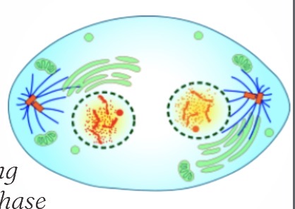 <p>What phase is this?</p>