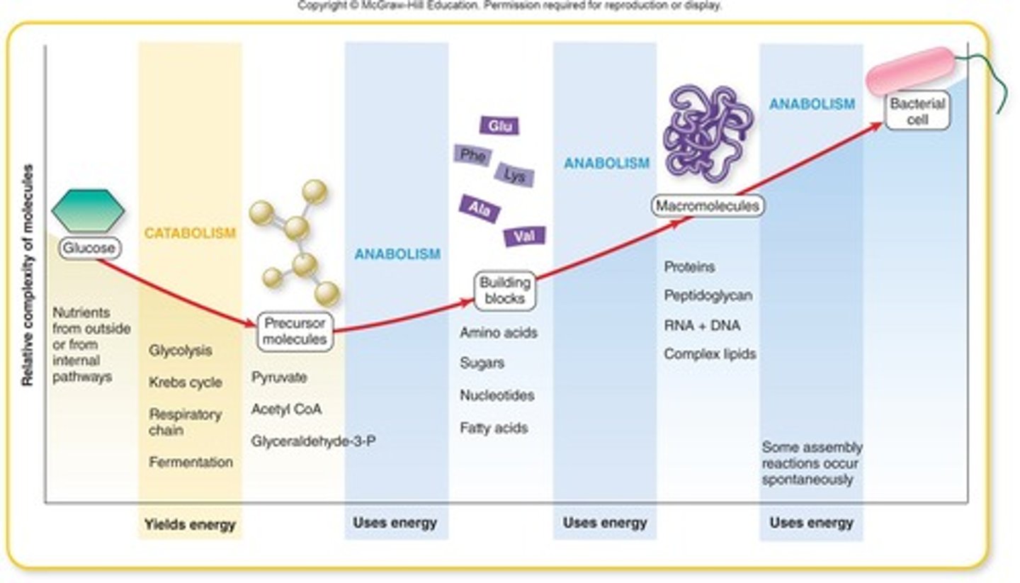 <p>Breakdown of molecules to release energy.</p>